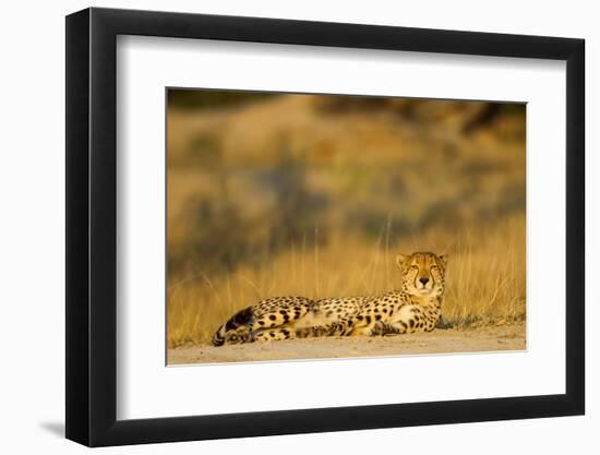 Cheetah, Moremi Game Reserve, Botswana-Paul Souders-Framed Photographic Print