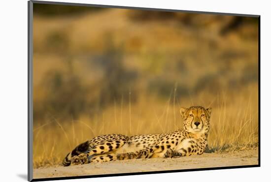 Cheetah, Moremi Game Reserve, Botswana-Paul Souders-Mounted Photographic Print