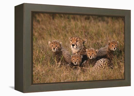 Cheetah Mother and Cubs-DLILLC-Framed Premier Image Canvas