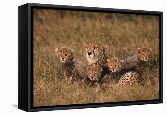 Cheetah Mother and Cubs-DLILLC-Framed Premier Image Canvas