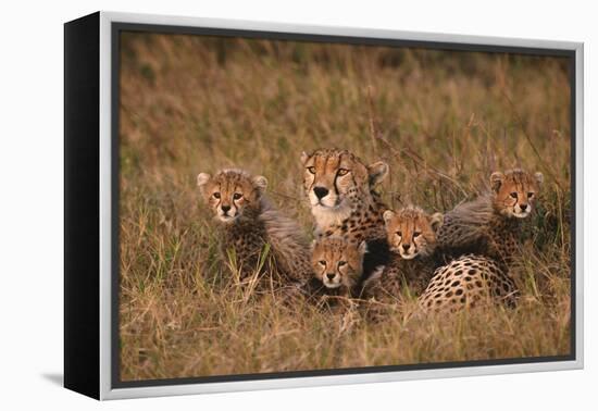 Cheetah Mother and Cubs-DLILLC-Framed Premier Image Canvas