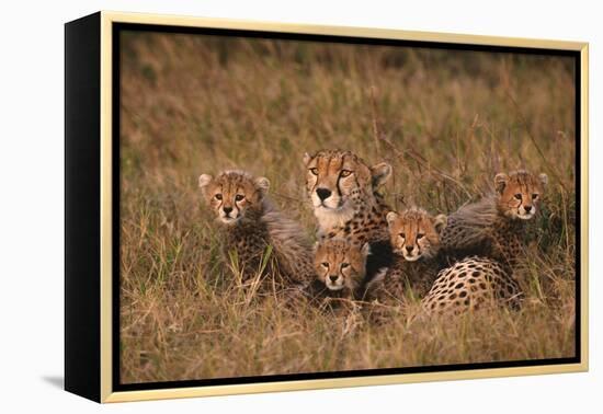 Cheetah Mother and Cubs-DLILLC-Framed Premier Image Canvas