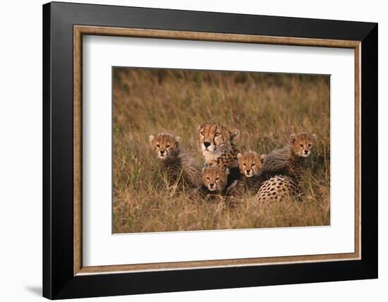 Cheetah Mother and Cubs-DLILLC-Framed Photographic Print