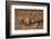 Cheetah Mother and Cubs-DLILLC-Framed Photographic Print