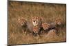 Cheetah Mother and Cubs-DLILLC-Mounted Photographic Print