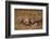 Cheetah Mother and Cubs-DLILLC-Framed Photographic Print