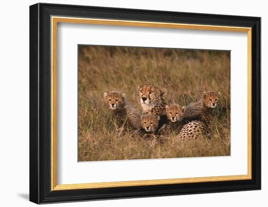 Cheetah Mother and Cubs-DLILLC-Framed Photographic Print