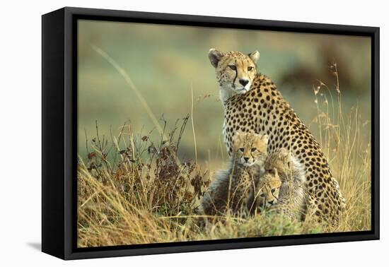Cheetah Mother with Two or Three-Month Old Cubs-null-Framed Premier Image Canvas