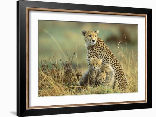 Cheetah Mother with Two or Three-Month Old Cubs-null-Framed Photographic Print