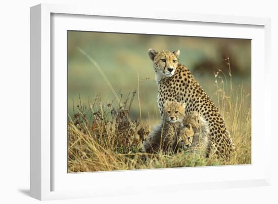 Cheetah Mother with Two or Three-Month Old Cubs-null-Framed Photographic Print