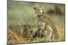 Cheetah Mother with Two or Three-Month Old Cubs-null-Mounted Photographic Print