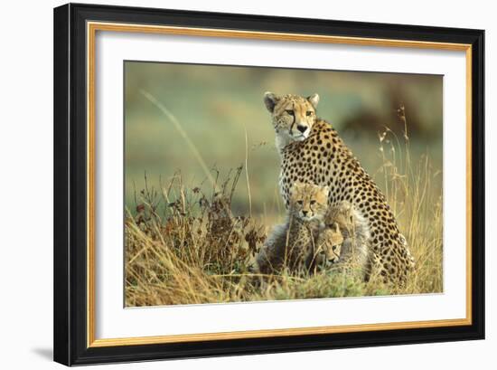 Cheetah Mother with Two or Three-Month Old Cubs-null-Framed Photographic Print