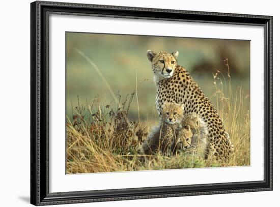 Cheetah Mother with Two or Three-Month Old Cubs-null-Framed Photographic Print
