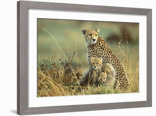 Cheetah Mother with Two or Three-Month Old Cubs-null-Framed Photographic Print