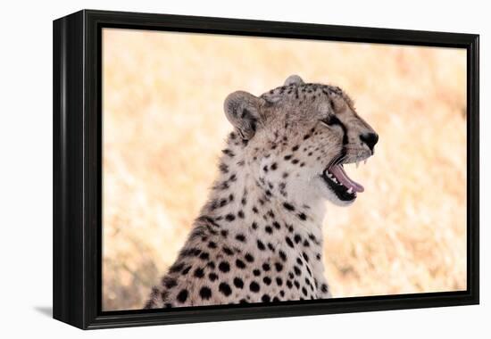 Cheetah N the Masai Mara Reserve in Kenya Africa-OSTILL-Framed Premier Image Canvas