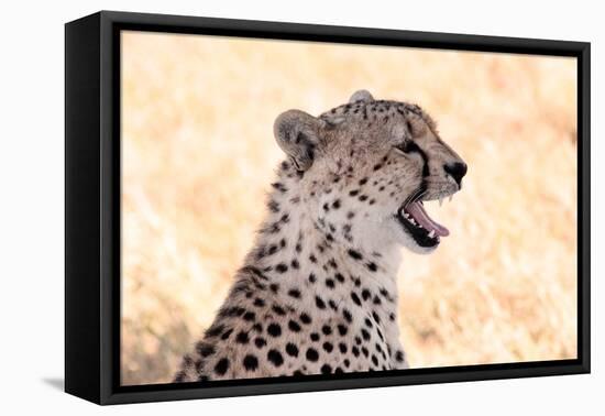 Cheetah N the Masai Mara Reserve in Kenya Africa-OSTILL-Framed Premier Image Canvas