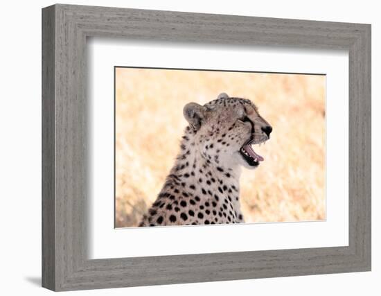 Cheetah N the Masai Mara Reserve in Kenya Africa-OSTILL-Framed Photographic Print