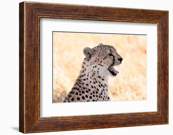 Cheetah N the Masai Mara Reserve in Kenya Africa-OSTILL-Framed Photographic Print