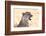 Cheetah N the Masai Mara Reserve in Kenya Africa-OSTILL-Framed Photographic Print