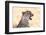 Cheetah N the Masai Mara Reserve in Kenya Africa-OSTILL-Framed Photographic Print