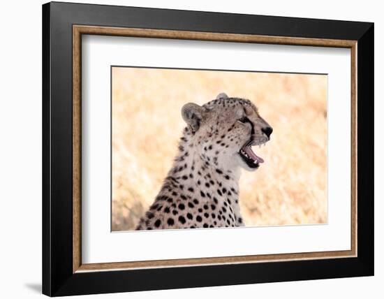 Cheetah N the Masai Mara Reserve in Kenya Africa-OSTILL-Framed Photographic Print