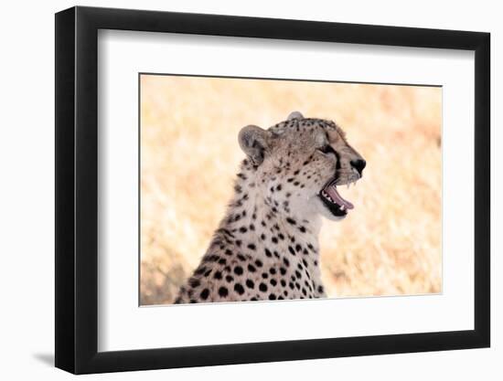 Cheetah N the Masai Mara Reserve in Kenya Africa-OSTILL-Framed Photographic Print