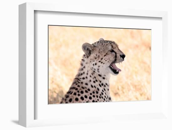 Cheetah N the Masai Mara Reserve in Kenya Africa-OSTILL-Framed Photographic Print