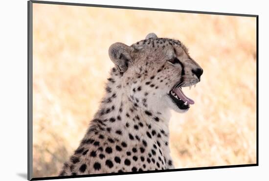 Cheetah N the Masai Mara Reserve in Kenya Africa-OSTILL-Mounted Photographic Print