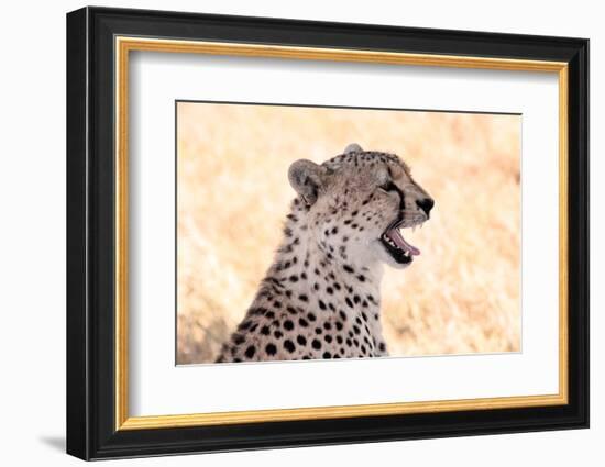 Cheetah N the Masai Mara Reserve in Kenya Africa-OSTILL-Framed Photographic Print