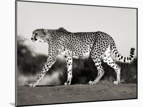 Cheetah, Namibia, Africa-Frank Krahmer-Mounted Art Print