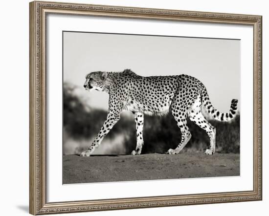 Cheetah, Namibia, Africa-Frank Krahmer-Framed Art Print