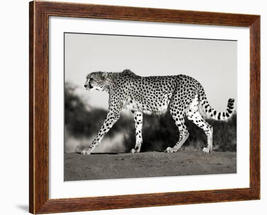 Cheetah, Namibia, Africa-Frank Krahmer-Framed Art Print