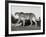 Cheetah, Namibia, Africa-Frank Krahmer-Framed Art Print