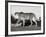 Cheetah, Namibia, Africa-Frank Krahmer-Framed Art Print