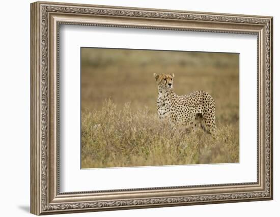 Cheetah, Ngorongoro Conservation Area, Tanzania-Paul Souders-Framed Photographic Print