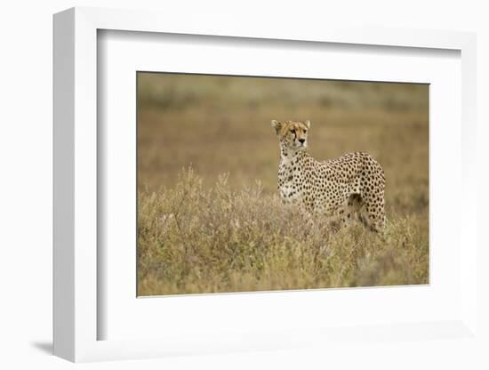 Cheetah, Ngorongoro Conservation Area, Tanzania-Paul Souders-Framed Photographic Print