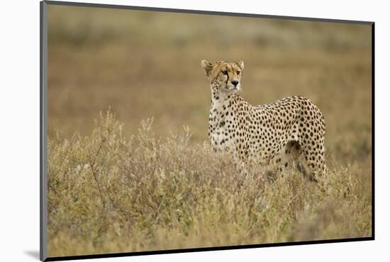Cheetah, Ngorongoro Conservation Area, Tanzania-Paul Souders-Mounted Photographic Print