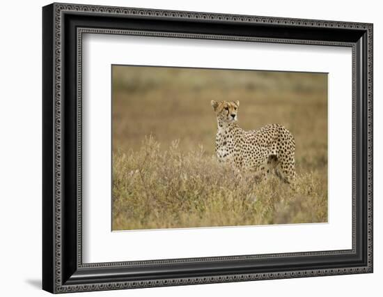 Cheetah, Ngorongoro Conservation Area, Tanzania-Paul Souders-Framed Photographic Print