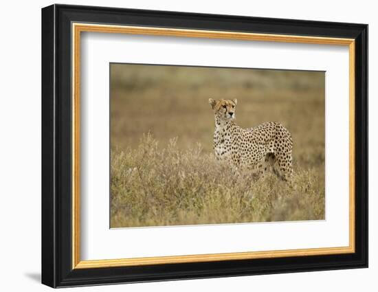 Cheetah, Ngorongoro Conservation Area, Tanzania-Paul Souders-Framed Photographic Print