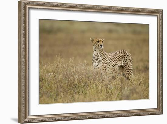 Cheetah, Ngorongoro Conservation Area, Tanzania-Paul Souders-Framed Photographic Print