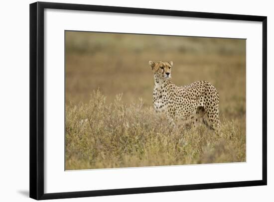 Cheetah, Ngorongoro Conservation Area, Tanzania-Paul Souders-Framed Photographic Print