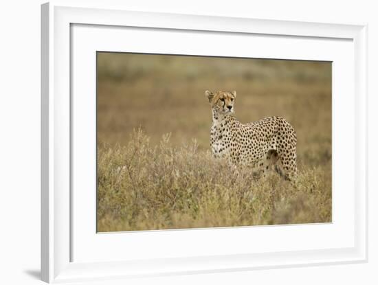 Cheetah, Ngorongoro Conservation Area, Tanzania-Paul Souders-Framed Photographic Print