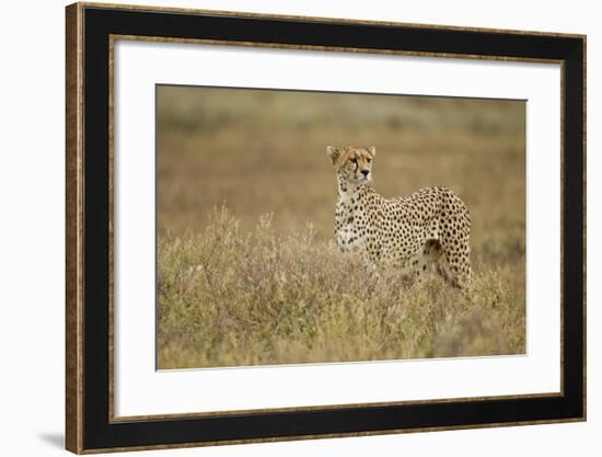 Cheetah, Ngorongoro Conservation Area, Tanzania-Paul Souders-Framed Photographic Print