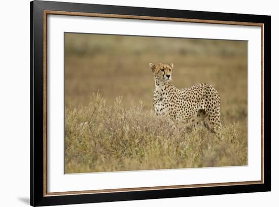 Cheetah, Ngorongoro Conservation Area, Tanzania-Paul Souders-Framed Photographic Print