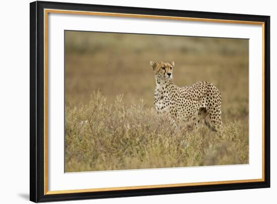 Cheetah, Ngorongoro Conservation Area, Tanzania-Paul Souders-Framed Photographic Print