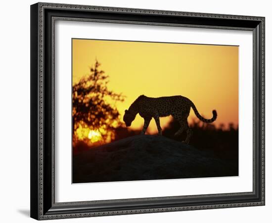 Cheetah, Okavango Delta, Botswana, Africa-Paul Allen-Framed Photographic Print