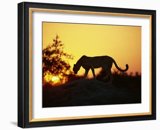 Cheetah, Okavango Delta, Botswana, Africa-Paul Allen-Framed Photographic Print