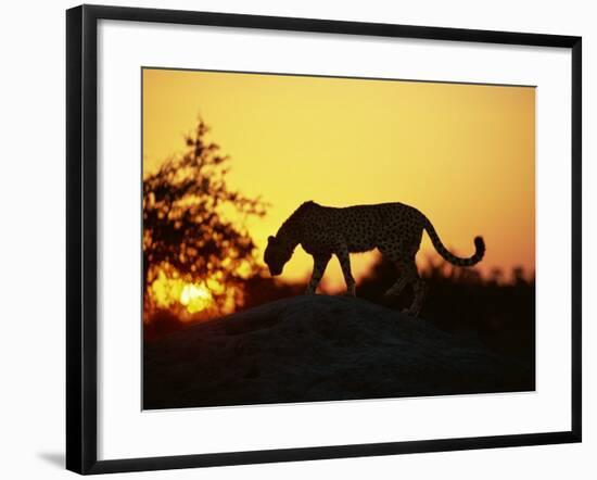 Cheetah, Okavango Delta, Botswana, Africa-Paul Allen-Framed Photographic Print