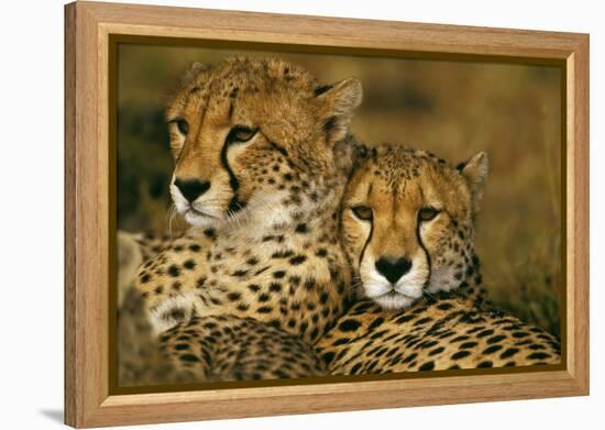 Cheetah Pair-null-Framed Premier Image Canvas