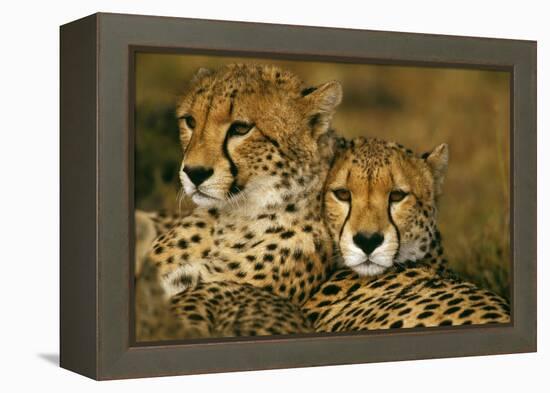 Cheetah Pair-null-Framed Premier Image Canvas